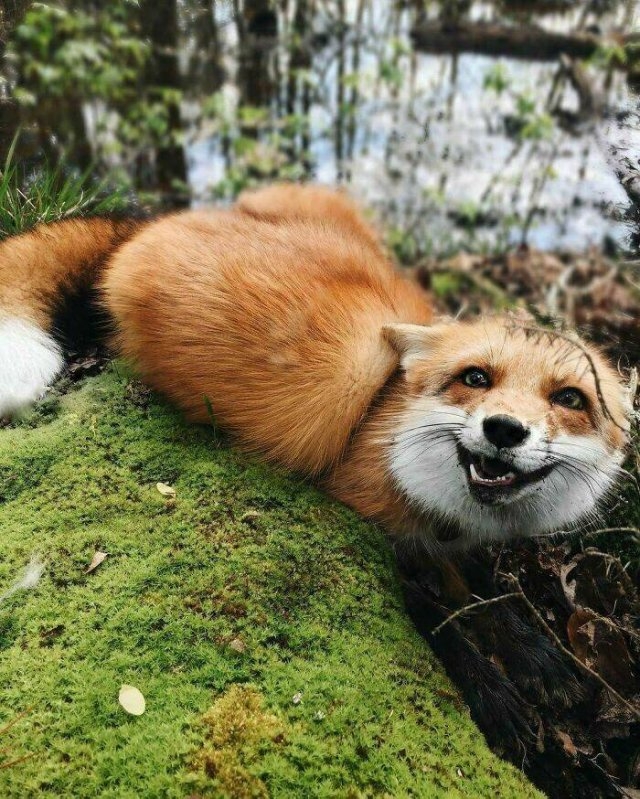 foxes_027