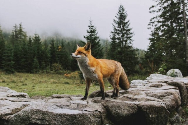 foxes_028