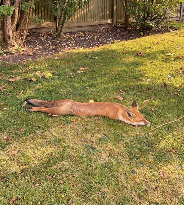 foxes_030
