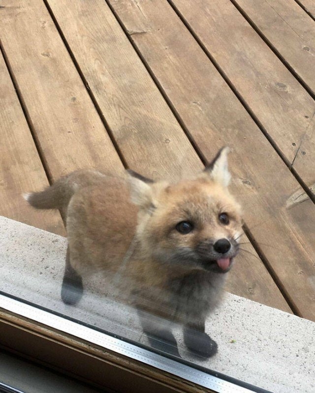 foxes_031