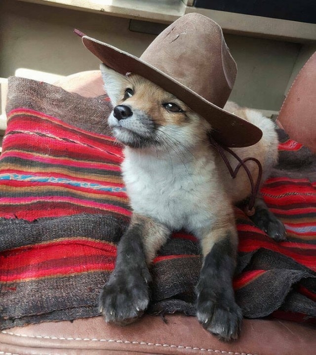 foxes_032