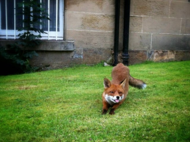 foxes_033