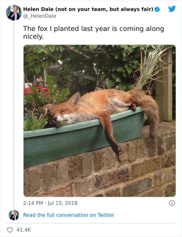 foxes_034
