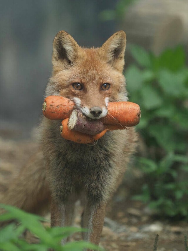 foxes_036