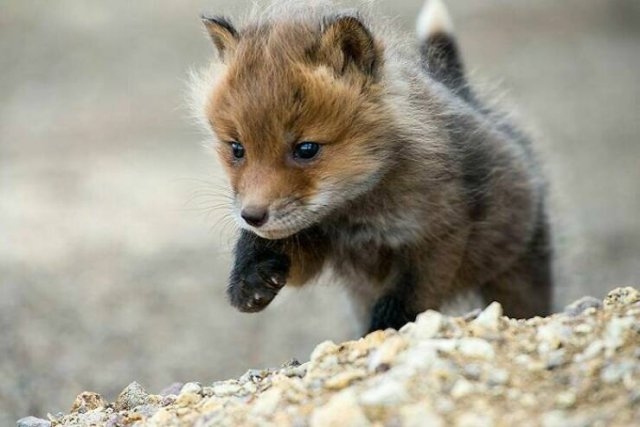 foxes_037