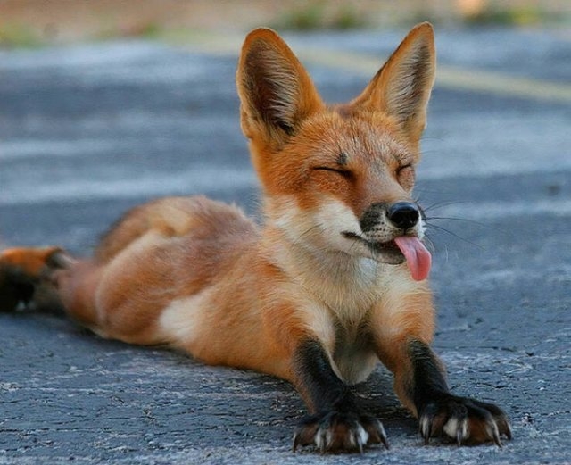 foxes_039