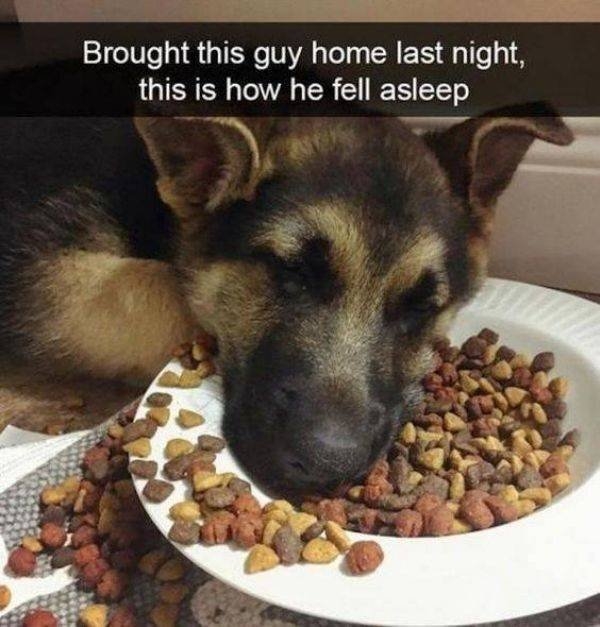 funnyanimals19_039