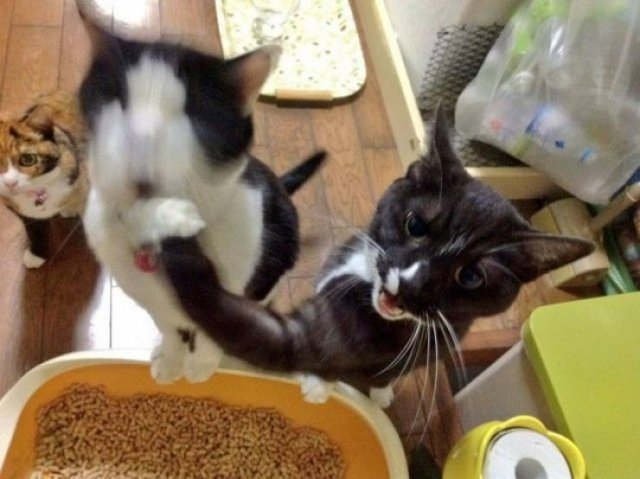 funnyanimals20_001