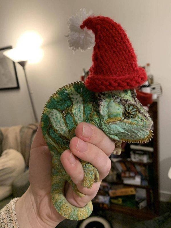 funnyanimals20_002