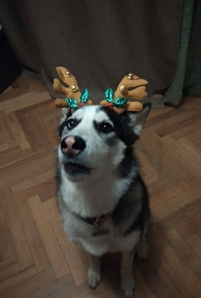 funnyanimals20_003