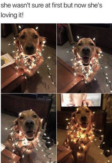 funnyanimals20_004