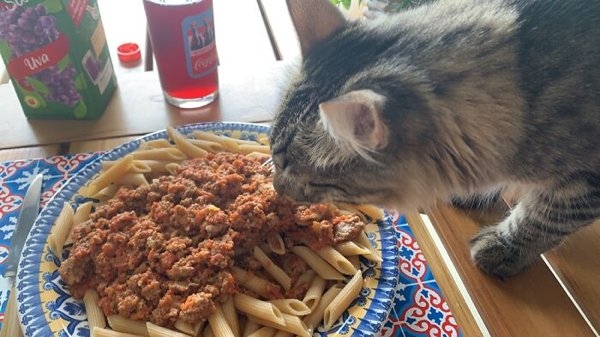 funnyanimals20_006