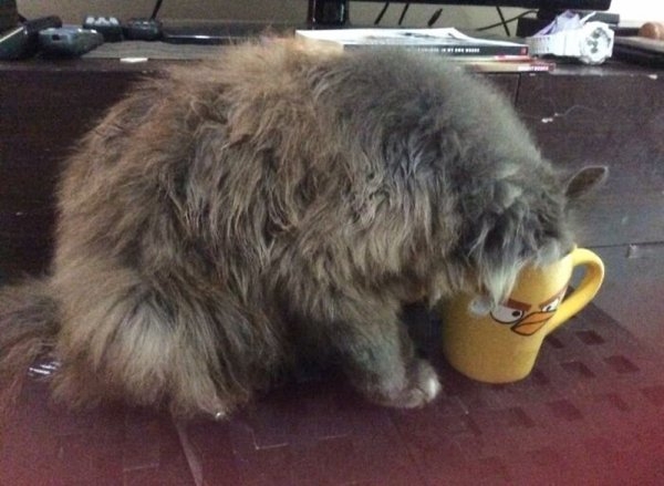 funnyanimals20_007