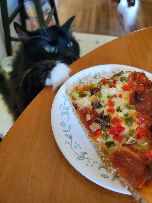 funnyanimals20_008