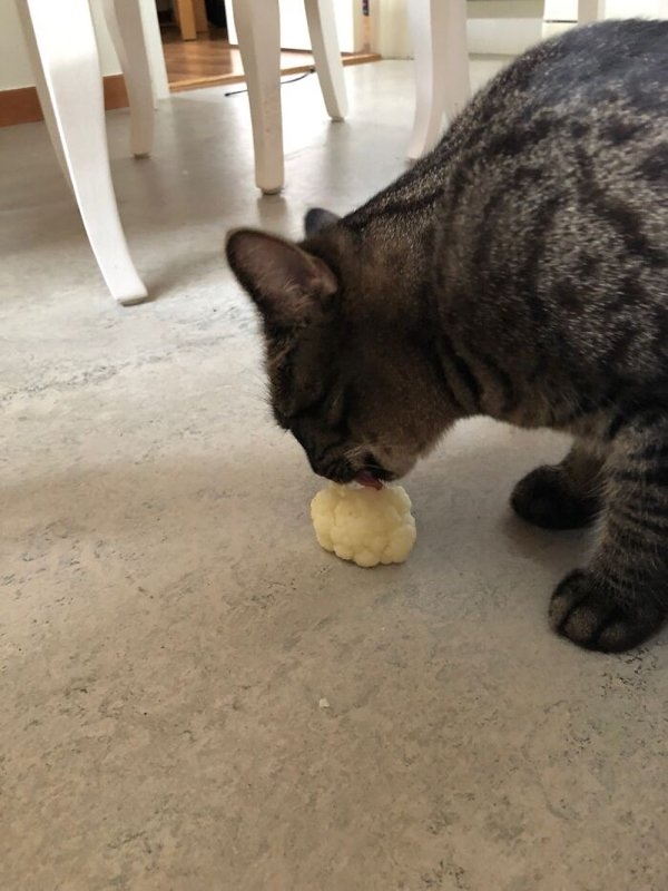 funnyanimals20_009