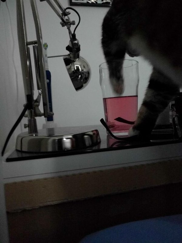 funnyanimals20_010