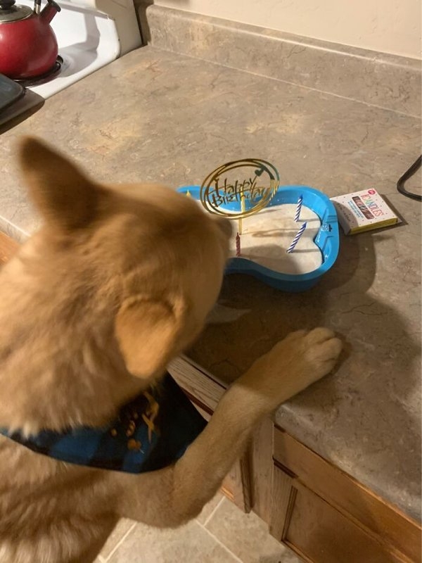 funnyanimals20_011