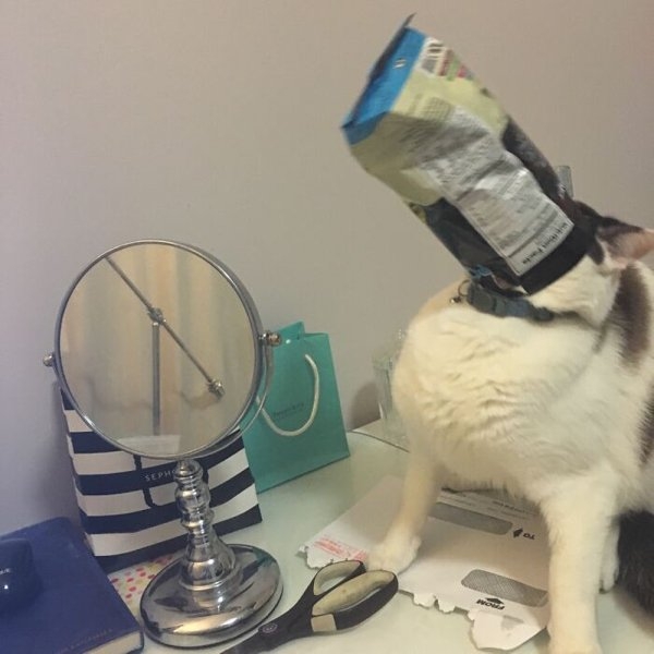 funnyanimals20_014