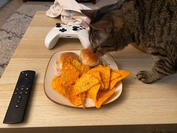 funnyanimals20_015