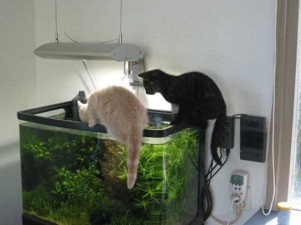 funnyanimals20_016