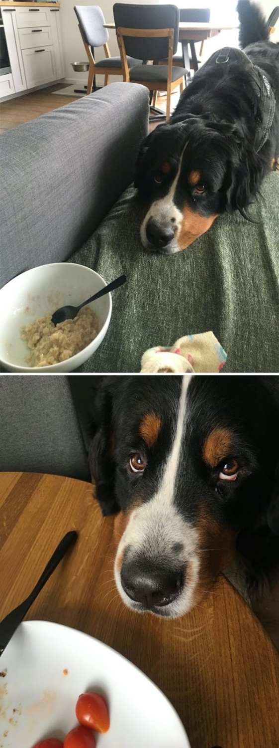 funnyanimals20_017
