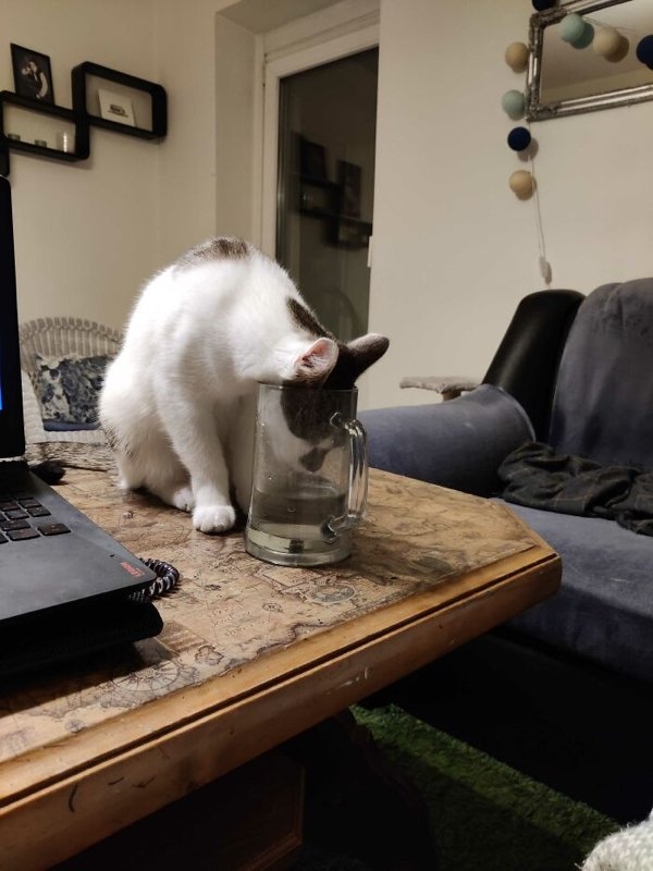 funnyanimals20_018