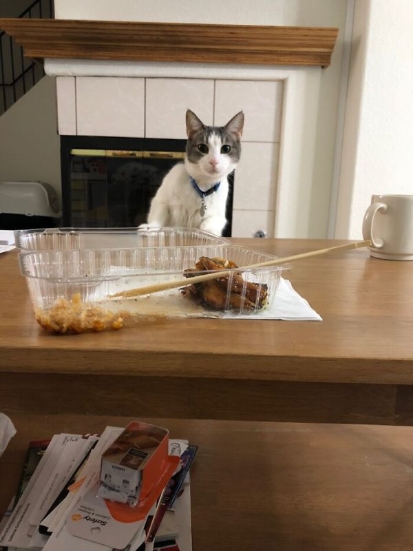 funnyanimals20_019