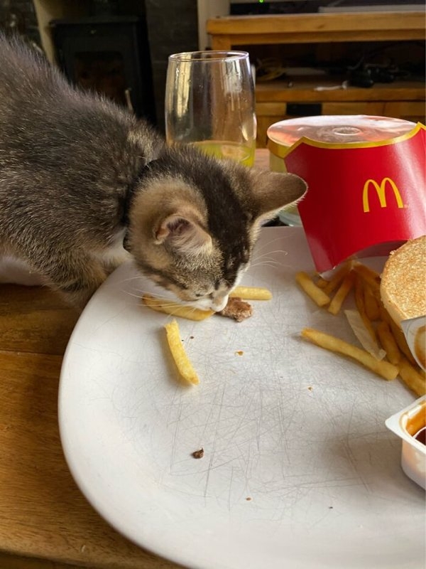 funnyanimals20_020