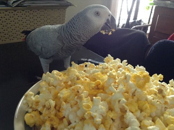 funnyanimals20_022