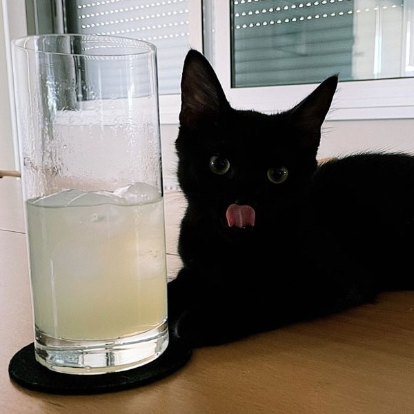 funnyanimals20_024