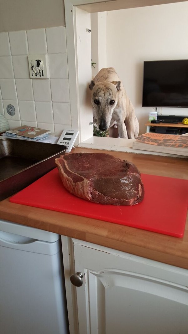 funnyanimals20_025