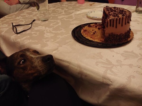 funnyanimals20_026