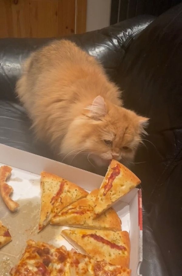 funnyanimals20_027