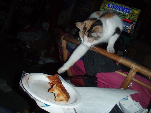 funnyanimals20_028