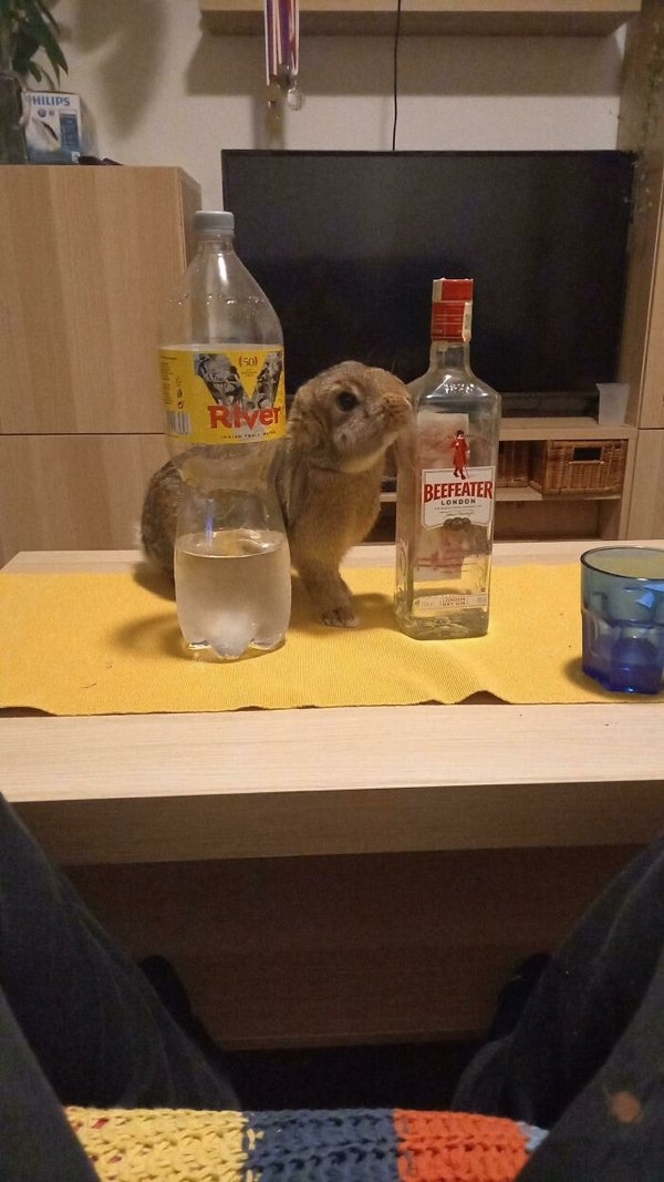 funnyanimals20_029