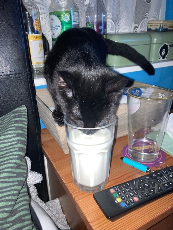 funnyanimals20_030