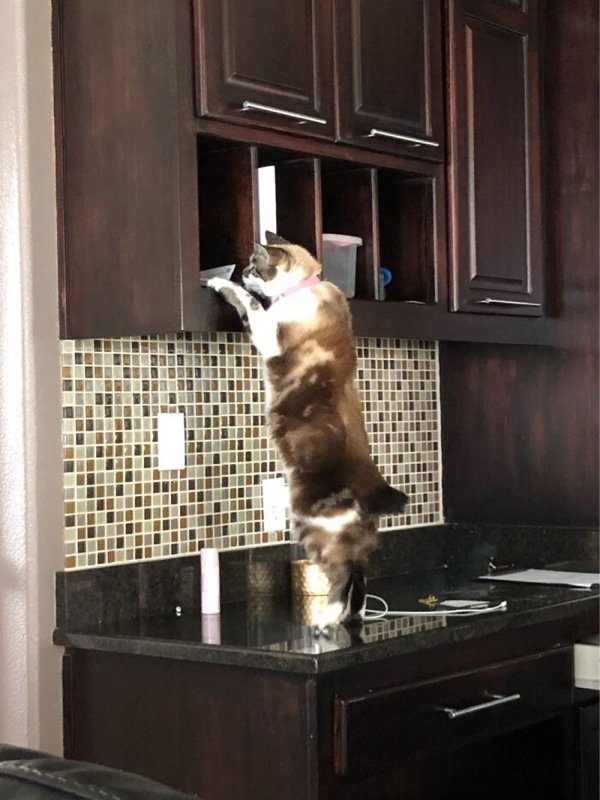 funnyanimals20_031