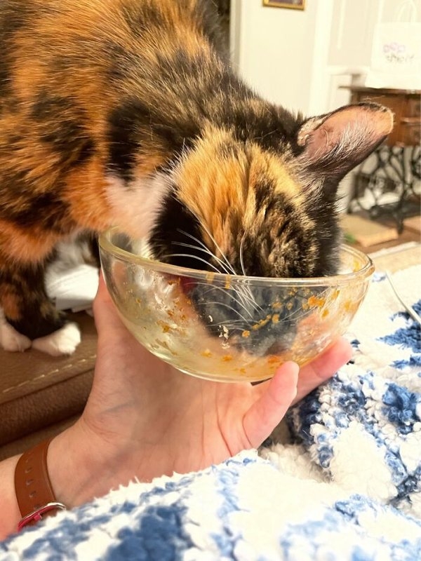 funnyanimals20_032