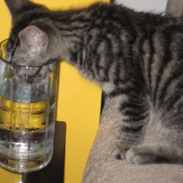 funnyanimals20_034