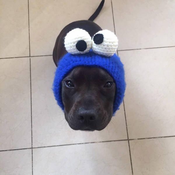 funnyanimals20_036