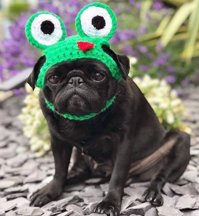 funnyanimals20_038