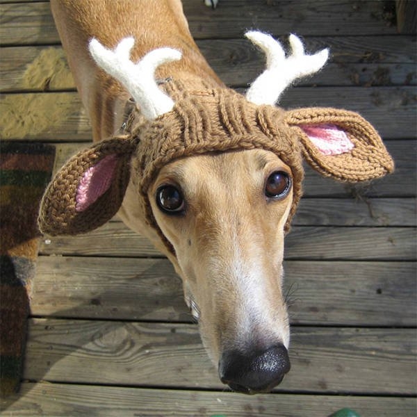 funnyanimals20_039