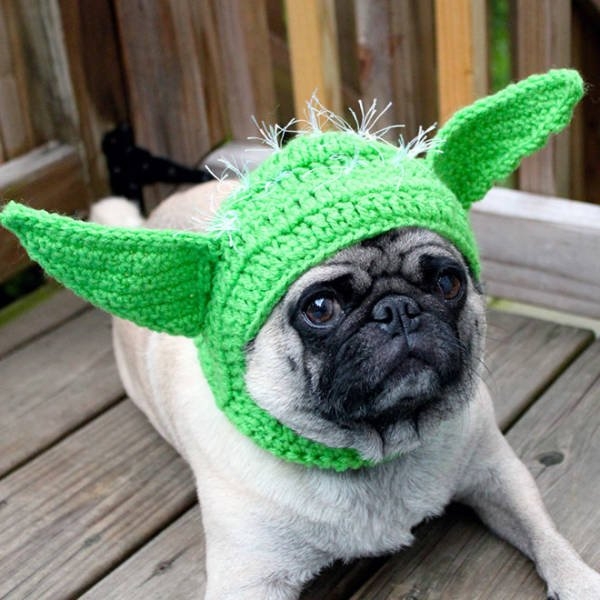 funnyanimals20_040