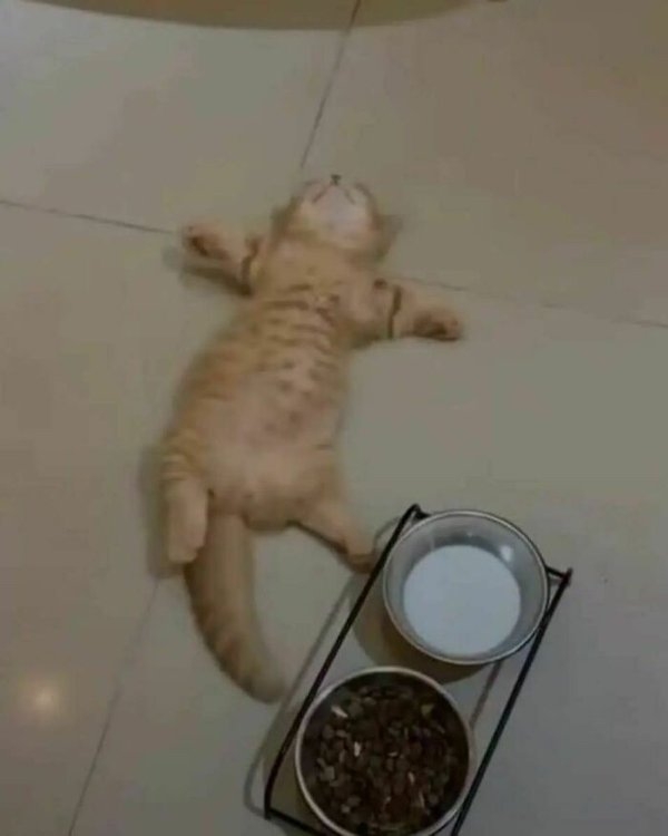 funnycats11_001