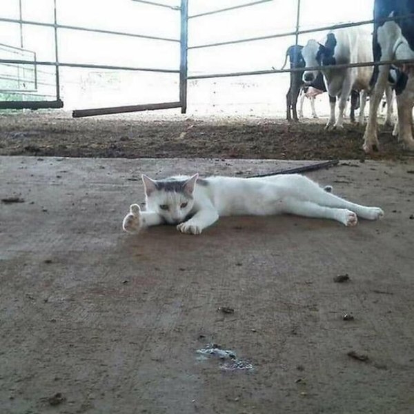 funnycats11_002