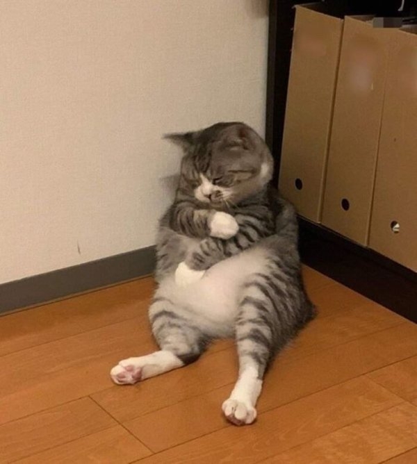 funnycats11_003