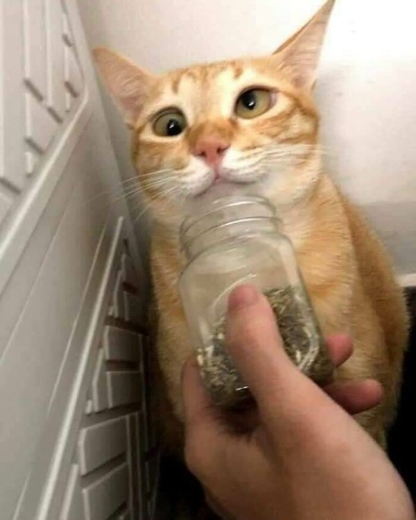 funnycats11_004