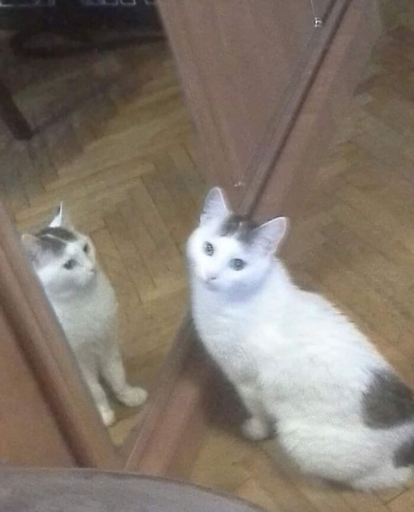 funnycats11_005