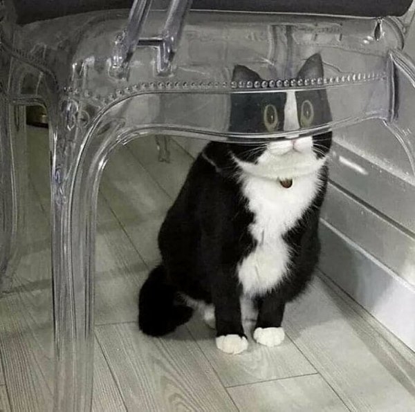 funnycats11_006