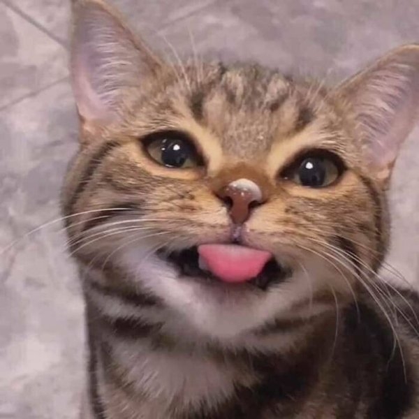 funnycats11_007
